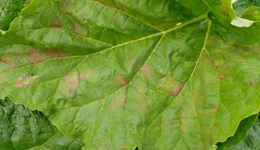 Rhubarb herbicide demonstration of pipeline products